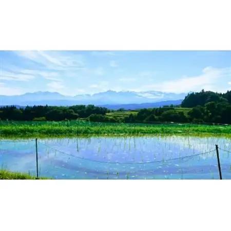 有機米コシヒカリ白米「棚田tanata」有機JAS認証米　3kgサイズ【1560111】