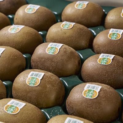 ふるさと納税 吉富町 福岡限定!ブランドキウイ「甘うぃ(あまうぃ)」約3kg箱(24-30玉)(吉富町) |  | 01