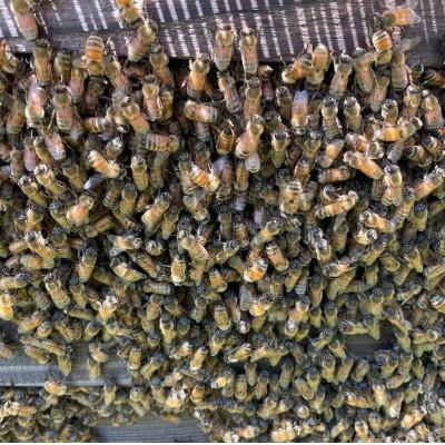 ふるさと納税 瑞浪市 純粋ハチミツ(山桜500g×2) |  | 03