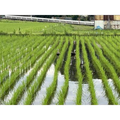 ふるさと納税 榛東村 【令和8年度産】お米コシヒカリ(精米) 10kg【ストロベリーみなみ】 |  | 02