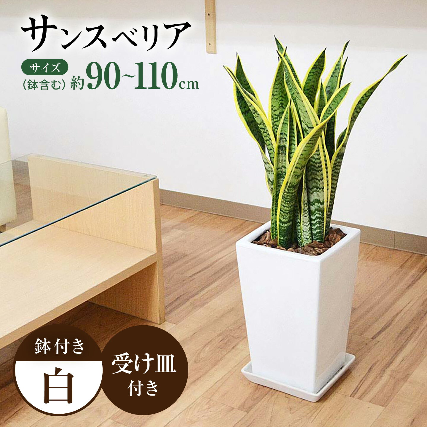 【ふるさと納税】サンスベリア ローレンティ スクエア陶器鉢7号 観葉植物 大村市 琴花園/観葉植物 室内 観葉植物 サンスベリア 7号[ACYK048]