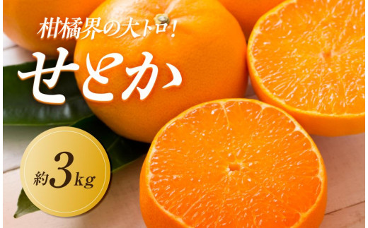 【2026年2月中旬より順次発送】柑橘界の大トロ！せとか　約3kg