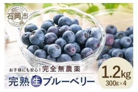 【 2026年 先行予約 】元気に育った ブルーベリー 1.2kg 生 ( 300g 4パック ) 農薬 栽培期間中 不使用 果物 フルーツ 新鮮 1.2キロ 手摘み 国産 産地直送 農家直送 産直 個包装 小分け くだもの スムージー ジャム ヨーグルト デザート 茨城 茨城県 石岡市 (A11-002)