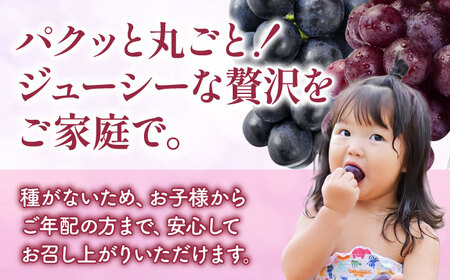 先行予約 訳あり人気の黒ぶどう(巨峰orブラックビート)約600g葡萄ぶどうブドウZFO007