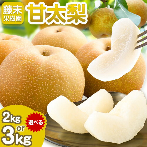 【ふるさと納税】 【2026年先行予約】 梨 甘太梨 選べる内容量 約 2kg 約 3kg 藤末果樹園 《9月中旬-9月下旬頃出荷》 熊本県 荒尾市 梨 なし 果物 フルーツ デザート かんたなし 送料無料