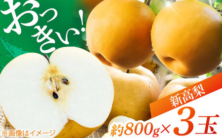 【先行予約】 まるはり新高梨（約800g×3玉入） 〈2025年9月下旬から発送開始〉 / 新高梨 梨 果物 フルーツ デザート 新高 なし ナシ 果物 　【高知市農業協同組合】[ATBK002]