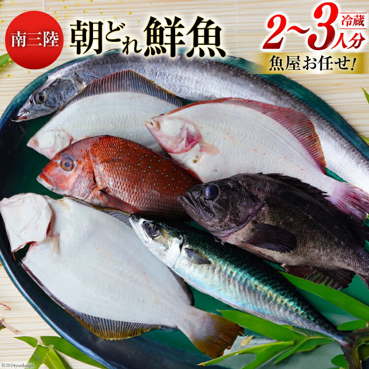 【ふるさと納税】鮮魚 詰め合わせ 朝どれ鮮魚BOX 2～3人前 下処理済み [さかなのみうら 宮城県 南三陸町 30aj0006] 魚 旬 朝とれ 産地直送