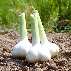 【ふるさと納税】乾燥にんにく1㎏(料理用)