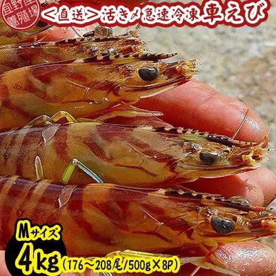 車海老 活き〆急速冷凍車海老 Mサイズ 約4kg