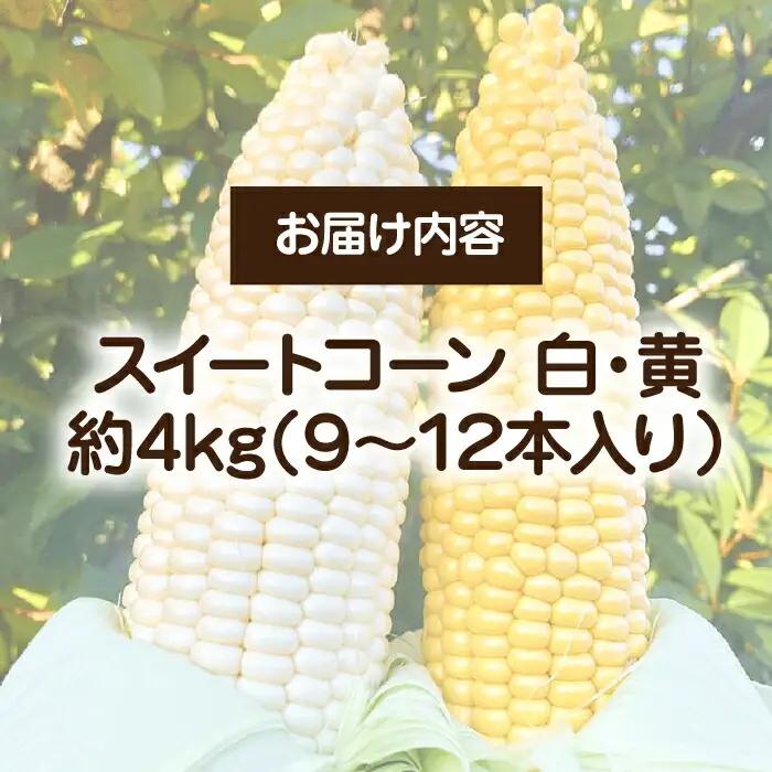 【先行予約】農家直送 朝どれ スイートコーン 白黄 食べ比べセット 約4kg 9-12本入[VBC002] 野菜 コーン