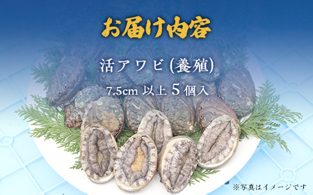 奥尻島産蝦夷アワビ（養殖）５ケ入り75mm以上 【 ふるさと納税 人気 おすすめ ランキング あわび アワビ 鮑 貝 魚介 蝦夷アワビ 新鮮 活あわび 活アワビ 北海道 奥尻町 送料無料 】 OKUF