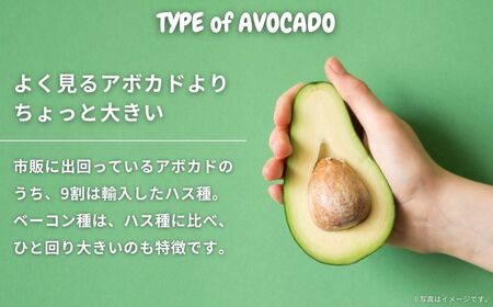 国産 オーガニックアボカド [ベーコン種] 2個　11〜12月発送 有機JAS認証 瀬戸内 大崎上島 有機 濃厚 アボカド