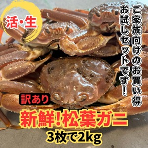【22018】鳥取網代港【訳あり】活！松葉ガニ2kgセット※お届けは2026年11月中旬～【さかなや新鮮組】