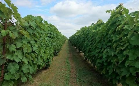 食の都庄内　月山ワイン「豊穣神話」赤・甲州セット