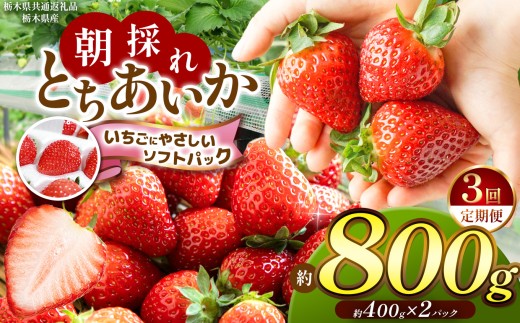 【先行予約】【定期3回】【栃木県共通返礼品】朝採れとちあいか たっぷり約400g×2P | いちご とちあいか 朝採れ たっぷり 大粒 新鮮 甘い 美味しい 果物 デザート 栃木県 那珂川町