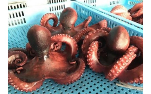 【G0774】うんまいタコ！ お家でゆでる体験キット めひかり唐揚げ付き 生のタコ タコ 柔らか 塩もみ めひかり メヒカリ 唐揚げ 取り寄せ