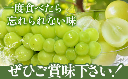 岡山県産 マスカット 1房 (750g以上) 【配送不可地域あり】 《7月上旬-8月末頃に出荷予定(土日祝除く)》 岡山県 矢掛町 果物 フルーツ ぶどう 葡萄 送料無料