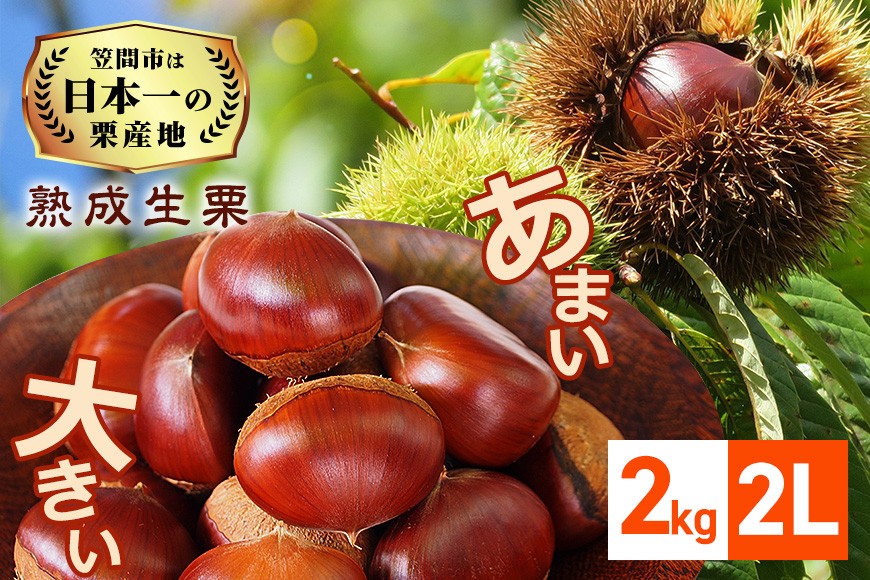 【2026年先行予約】 熟成 生栗 栗 2kg 2L 数量限定 国産 和栗 くり クリ スイーツ 果物 フルーツ 栗きんとん モンブラン 栗ご飯 栗ごはん 秋 旬 低温熟成 ギフト プレゼント 農産物直売所すわ 笠間市 栗生産量 日本一 茨城県 いばらき ＜9月下旬以降順次発送予定＞