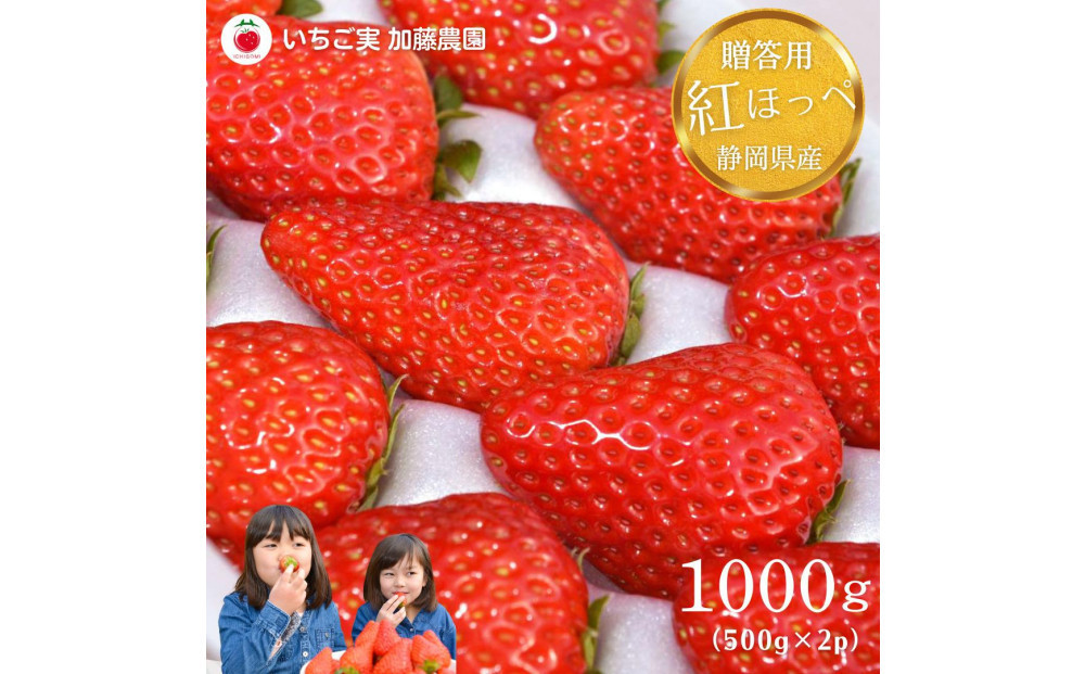 
            【2026年出荷の先行予約】【贈答用】 静岡県産いちご 紅ほっぺ 500g×2パック（1パック12～15粒）【配送不可：北海道・沖縄・離島】 冷蔵配送 苺 フルーツ
          