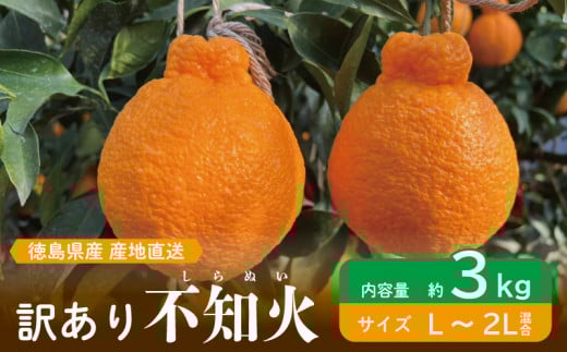 先行予約 訳あり 不知火 約3kg L～2L しらぬい みかん 蜜柑 果物 フルーツ 柑橘 オレンジ ゼリー ジュース アイス ケーキ デザート スイーツ ジャム 糖度 甘い 不揃い 混合 ビタミン 美容 健康 送料無料 徳島県 阿波市 山中農園