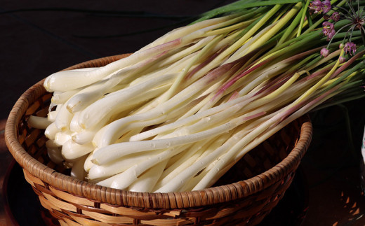 沖縄県八重瀬町産 島らっきょう約1kg【早期出荷分】 - 国産 生らっきょう 甘酢漬け 漬物 天ぷら チャンプルー 有機栽培 おすすめ 送料無料
