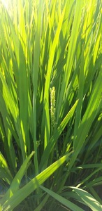無洗米 「まるやまさん家のお米」 風さやか 15kg ( 5kg × 3袋 ) 