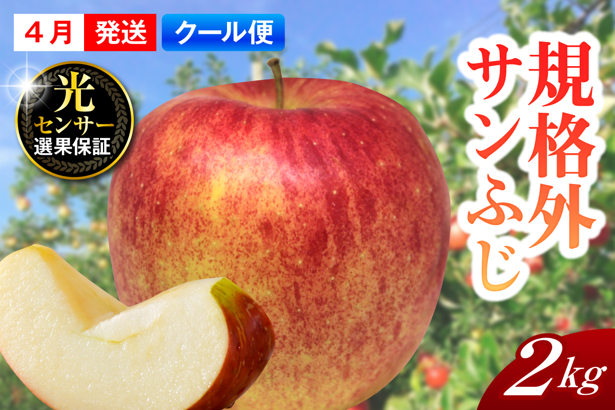 【2026年4月上旬発送】【規格外】 りんご サンふじ 約2kg スマートフレッシュ?貯蔵 または CA貯蔵 【クール便】