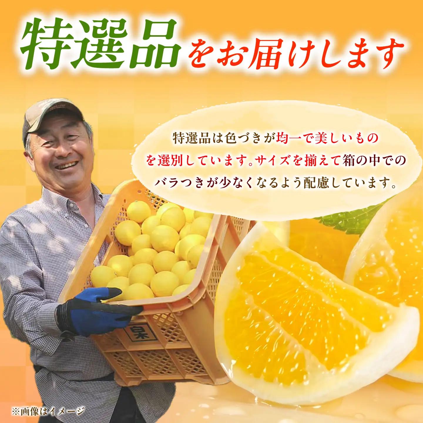 【先行予約】果樹園直送！土佐小夏 特選品贈答用 約3kg〈2027年5月下旬-6月下旬頃発送〉 高知県土佐市 【株式会社SHIRAKI】 [BQAI027]