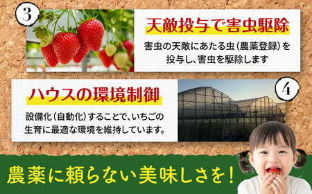 【2025年12月より発送】『自然環境農法』で育てた福岡県産 あまおう 約285g×2パック＜おおきベリー株式会社＞那珂川市[GZE007]