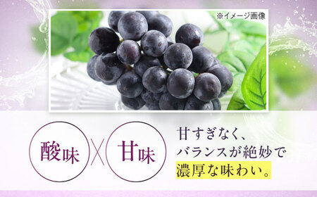 【先行予約】ニューピオーネ 約2kg1箱（4房～6房）＜2026年8月中旬から発送＞/ ニューピオーネ ぶどう ブドウ 葡萄 愛媛県 愛媛 内子町 フルーツ 果物 送料無料 美味しい おすすめ 人気 