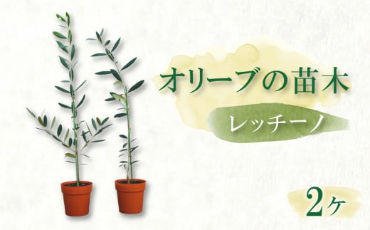オリーブ苗木2本セット【レッチーノ】 静岡 沼津 母の日 父の日