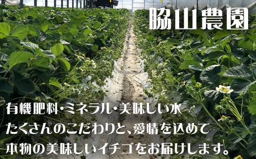 『予約受付』【令和7年2月中旬発送】唐津産 白いちご「雪うさぎ 」苺 イチゴ 希少 果物 フルーツ 脇山農園