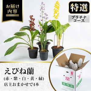 【個数限定】開花済 のものをお届け! 寿峰苑特選えびね蘭　店主おすすめ開花済プラチナコース（4本） 鹿児島 冠岳 で育った 蘭〈お届け時期:3月下旬から4月中旬まで〉【E-149H】