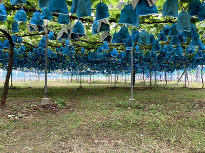 先行予約 シャインマスカット 約2.4kg（1房約300g×8パック）　【2026年7月下旬から8月中旬発送予定】