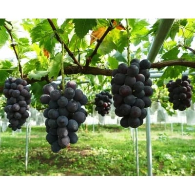 【2026年　発送分】～高墨 約1kg(2～3房)～【配送不可地域：離島】