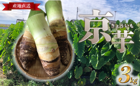 たけのこ芋 京芋 3kg 数量限定 期間限定 野菜 里芋 八つ頭 筍芋 京いも 産地直送 埼玉県 羽生市