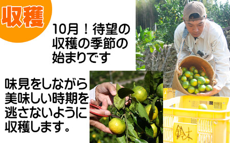 ゆら早生みかん 又は YN26(小粒3kg２S～３Sサイズ) 【2025年10月中旬より順次発送】鈴木農園より農園直送 ゆら早生みかん ２S 小粒サイズ ゆら早生みかん ２S 小粒サイズ ゆら早生みか
