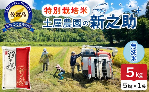佐渡島産 新之助 無洗米5kg 令和7年産 特別栽培米 単一原料米 土屋農園 | 新潟県産新之助 新潟産新之助 佐渡産新之助 しんのすけ 新之助 お米 米 無洗米 むせんまい 精米 ブランド米 おこめ コメ 5キロ 大粒 世界農業遺産 にいがた さど 新潟県 佐渡市