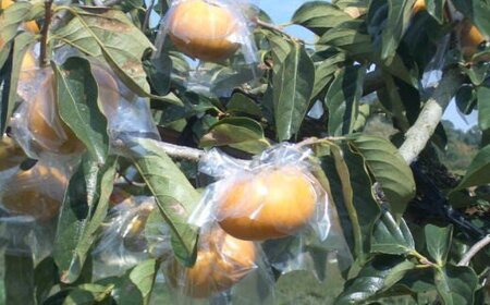 【希少】紀の川柿約1.8～2kg（種無し）秀選品★2025年10月中旬から11月中旬頃順次発送【TM191】【TM92060-tec405B】