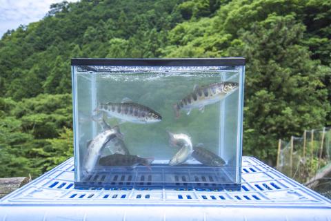 0211701明神山のふもとの清流育ちの「ゆず天魚（あまご）」セット