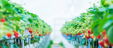 【随時配送】紅ほっぺ 約560g 完熟いちご ふるなび限定FN-Limited 6889　