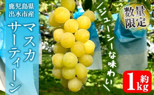 
            i1115-A ≪数量・期間限定≫ マスカサーティーン (計約1kg) 国産 鹿児島 出水市 ぶどう ブドウ 果物 くだもの フルーツ マスカ・サーティーン マスカット 葡萄 旬 種なし 旬 歯ごたえ 冷蔵 【山門ぶどう園】
          