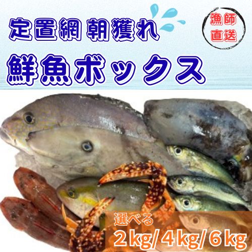 【ふるさと納税】定置網朝どれ鮮魚ボックス