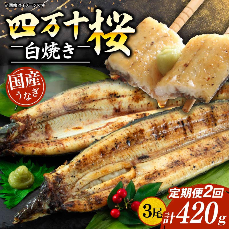 【ふるさと納税】 【通常用】【2回定期便】極上国産うなぎ四万十桜 白焼き約140g × 3尾 | うなぎ 鰻 ウナギ 白焼き 定期便 国産 四万十鰻 ウナギ 蒲焼き 調理済み タレ付き 頒布会 ギフト（お歳暮/お正月）高級 お取り寄せ グルメ 食べ比べ 冷凍