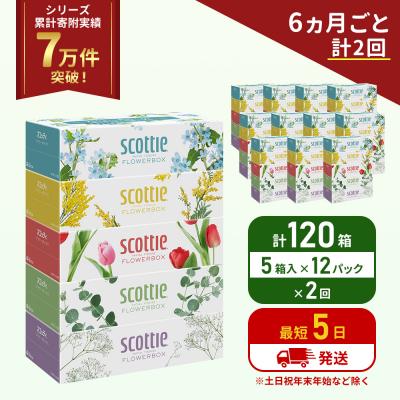 ふるさと納税 岩沼市 定期便 ティッシュ スコッティ120箱 (5箱×12P)《計2回》[No.5704-1130]