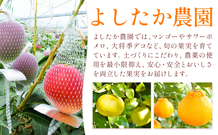 鹿児島県産 マンゴー 化粧箱入り 2玉 2L よしたか農園《5月上旬‐5月下旬頃出荷》鹿児島県 さつま町 マンゴー 果物 フルーツ 送料無料