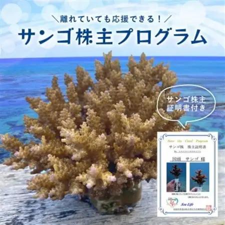 離れていても応援できる!国頭村の「サンゴ株主」プログラム1株【1579236】