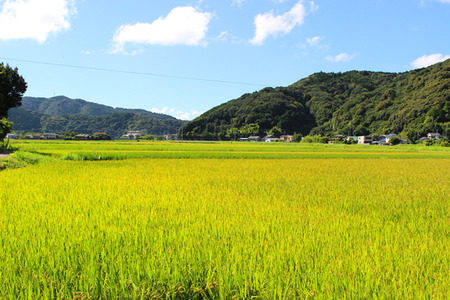 令和8年産 もち米 10キロ もち米