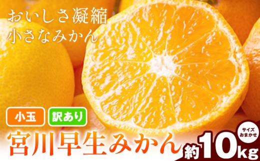 小玉 宮川早生みかん 訳あり 約10kg (サイズおまかせ) うえやまファーム《2026年11月下旬-2027年1月上旬頃出荷》 和歌山県 日高川町 旬 新鮮 果物 柑橘 フルーツ 国産 送料無料 ミカン みかん