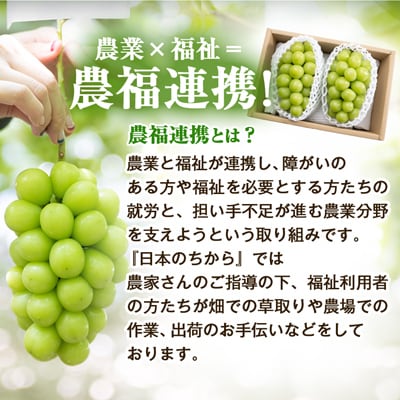 【寄付金額変更 11,000円→10,000円】農福連携 シャインマスカット2房(合計1kg程度)【配送不可地域：離島】